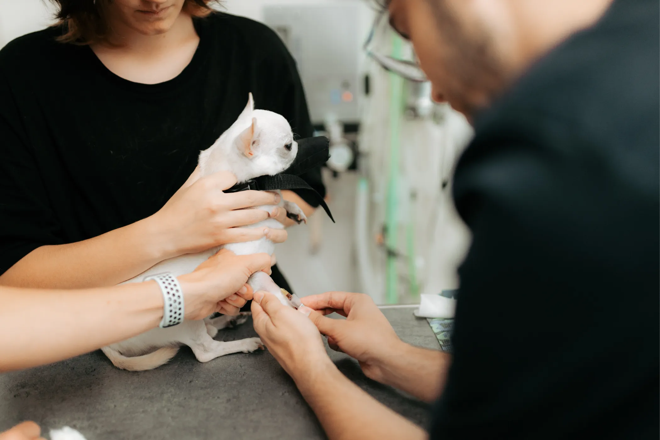 Odber krvi pre laboratórne vyšetrenie psa v ambulancii Ejmi Bojnice.